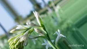 augmented_Polianthes tuberosa flower9_0_6899.jpeg